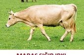 Maraş Sığırı