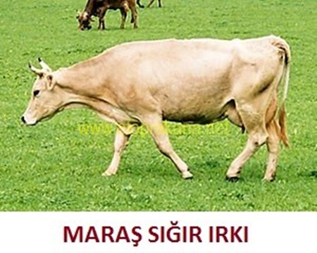 Maraş Sığırı