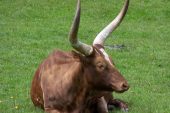 Ankole