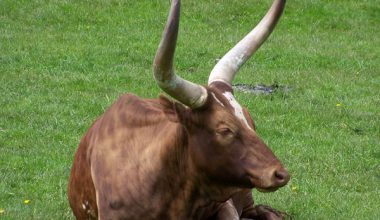 Ankole