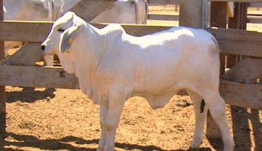 Brahman Sığırı
