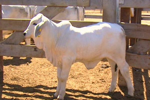 Brahman Sığırı