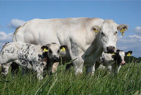 Belgian Blue