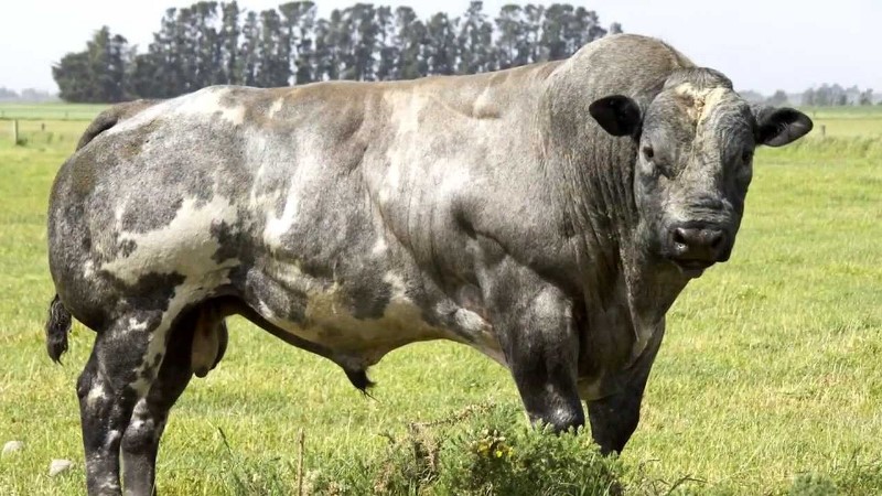 Belgian-Blue