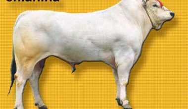 Chianina