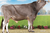 Brown Swiss (Montofon – Esmer Irk) Ve Özellikleri