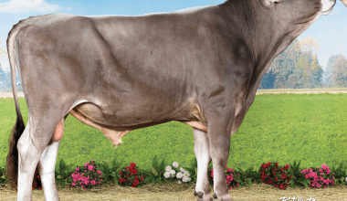Brown Swiss (Montofon – Esmer Irk) Ve Özellikleri