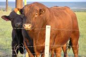 Beefalo