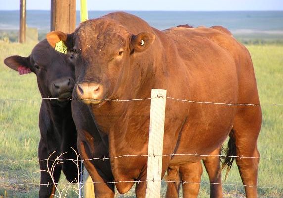 Beefalo