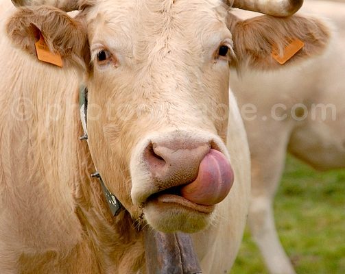 Blonde d’Aquitaine