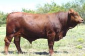 Beefmaster