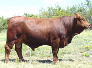 Beefmaster