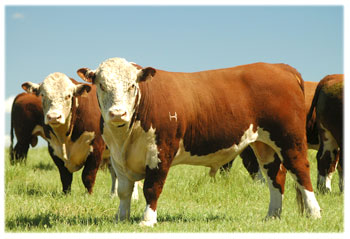 Hereford