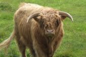 Highlander