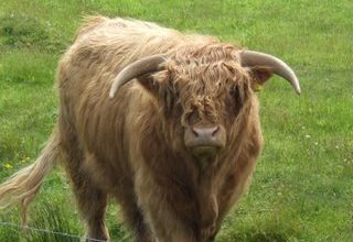 Highlander