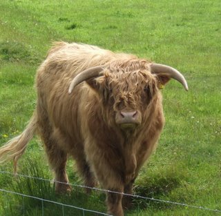 Highlander