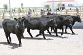 Satılmayan Anguslar EBK’da Kesilecek