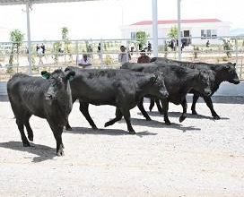 Satılmayan Anguslar EBK’da Kesilecek