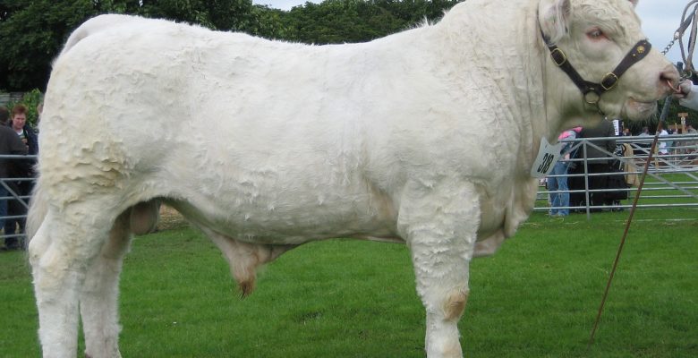 Charolais (Şarole)