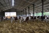 Yarı Açık Bağsız Besi Sistemi