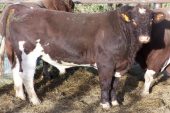 Maine Anjou