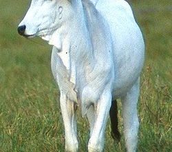 Nelore
