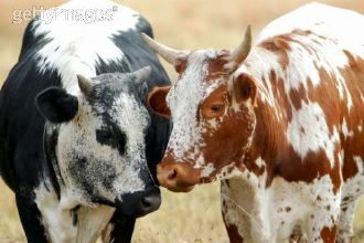 Nguni