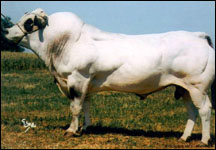 Piedmentosa (Piemonteser)