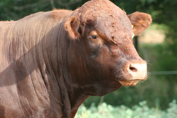 Red Poll
