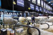 VIV TURKEY – ANIMALIA ISTANBUL Fuarları
