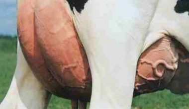 Süt Sığırlarında Damızlık Seçimi