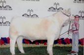 Shorthorn
