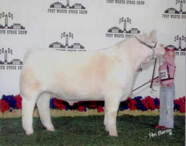 Shorthorn