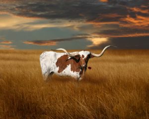 tex