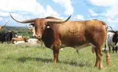 Texas Longhorn