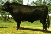 Wagyu