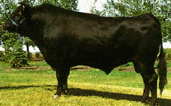 Wagyu