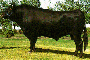 Wagyu