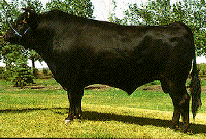 Wagyu