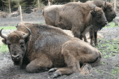 Wisent