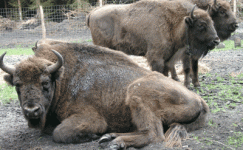 Wisent