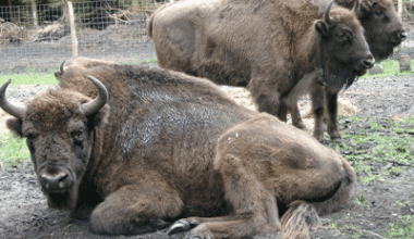 Wisent