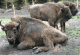 Wisent