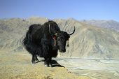 YAK (Tibet Öküzü)
