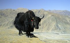 YAK (Tibet Öküzü)