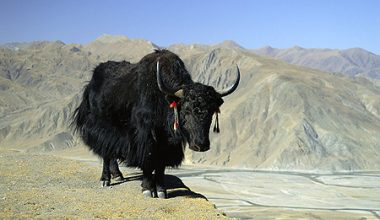 YAK (Tibet Öküzü)
