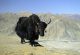 YAK (Tibet Öküzü)