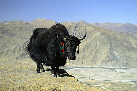 YAK (Tibet Öküzü)