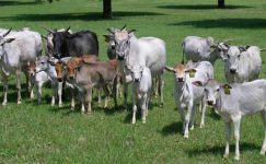 Zebu