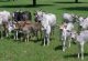 Zebu
